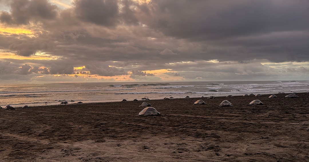 Playa Ostional coastline.